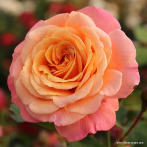 PEACH MELBA (climber)